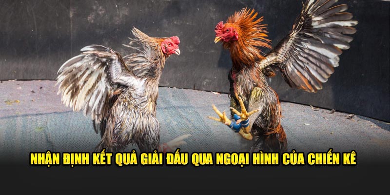Nhận định kết quả giải đấu qua ngoại hình của chiến kê 